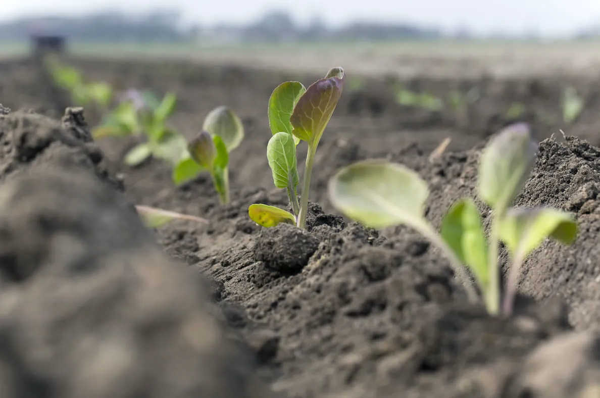 Spruitenplantjes